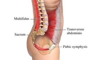 transverse abdominis